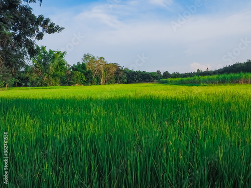 Green rice fields with the evening sun