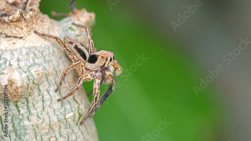 close up macro jumping spider on tree looking for prey.