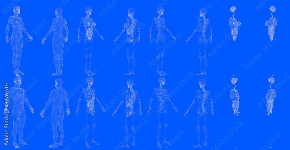 Set of 16 x-ray wireframe renders of male and female body with skeleton and internal organs isolated - creative high detailed medical 3D illustration in blueprint style