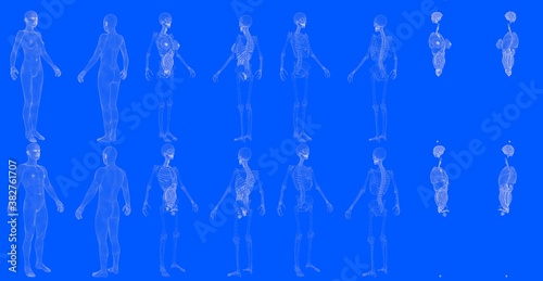 Set of 16 x-ray wireframe renders of male and female body with skeleton and internal organs isolated - creative high detailed medical 3D illustration in blueprint style