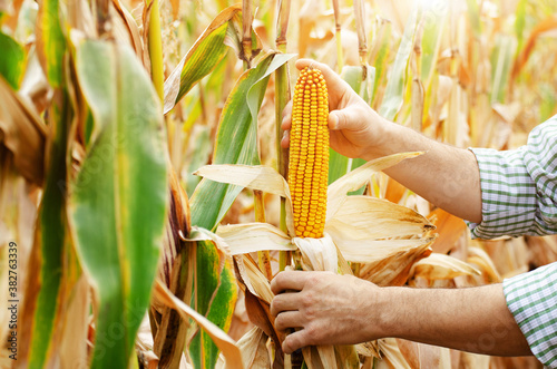Fotografia Peeled dry maize corn cobs on corn stalks in farmer's hand