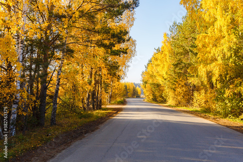 autumn forest