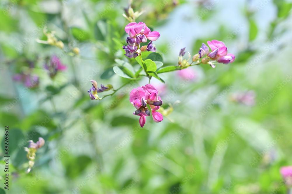 ハギの花