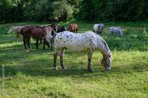 A herd of horses on a pasture near the forest.