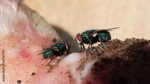 Bluebottle blow flies feeding on discarded meat in urban garden. photo