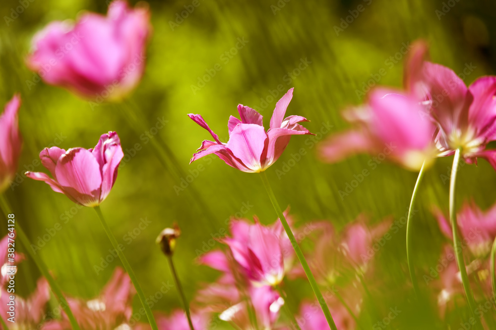 Colorful tulips flowers blooming in a garden Colorful tulips flowers blooming in a garden