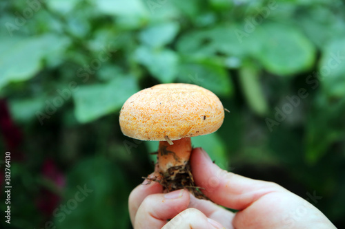 mushrooms in the forest