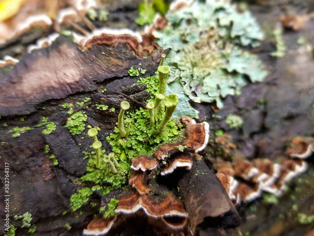 mushroom on a fallen tree mushroom on a fallen tree