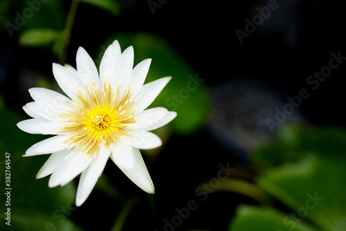 white lotus on the dark background and right copy space