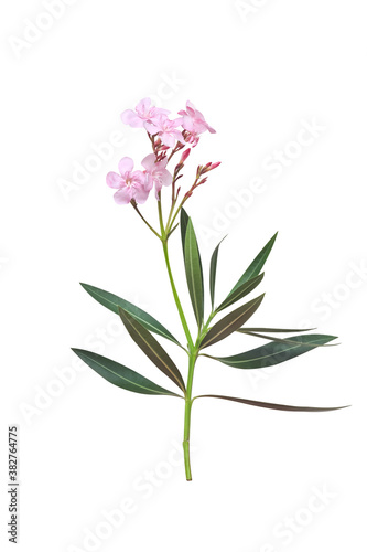 Pink nerium oleander flower with green leaf and stalk isolated on white background , clipping path