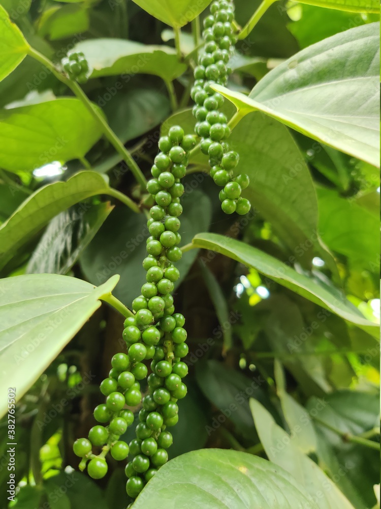 Pepper plant with green pepper raw fruits. Indian spices called as pepper which used in cooking for better taste. Pepper plant with green pepper raw fruits. Indian spices called as pepper which used in cooking for better taste.