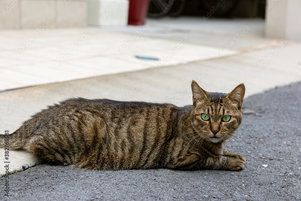 Naklejka premium 野良猫