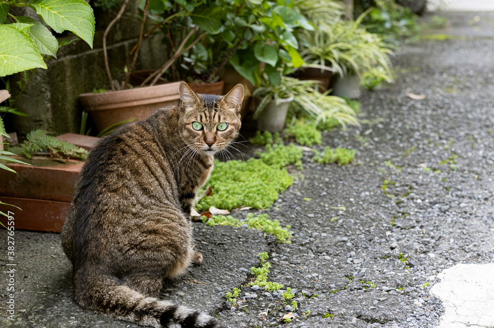 Obraz premium 野良猫