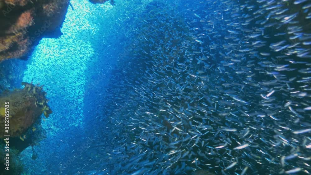 Underwater, pov, a large school of fish between coral reef formations, The Bahamas Underwater, pov, a large school of fish between coral reef formations, The Bahamas
