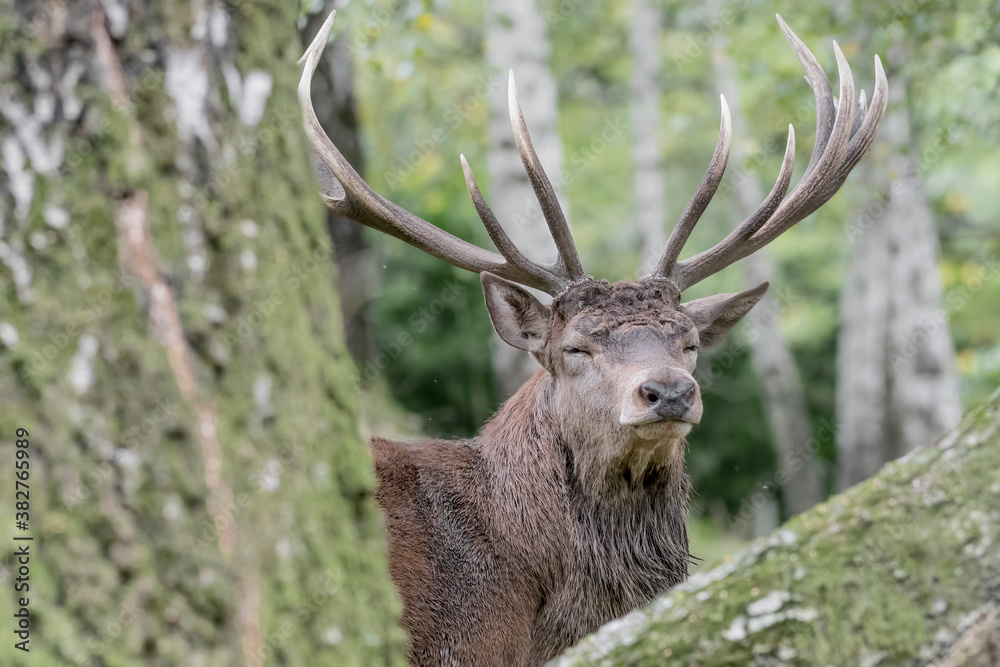 Extreme closeup for the King of Alpine forest (Cervus elaphus) Extreme closeup for the King of Alpine forest (Cervus elaphus)