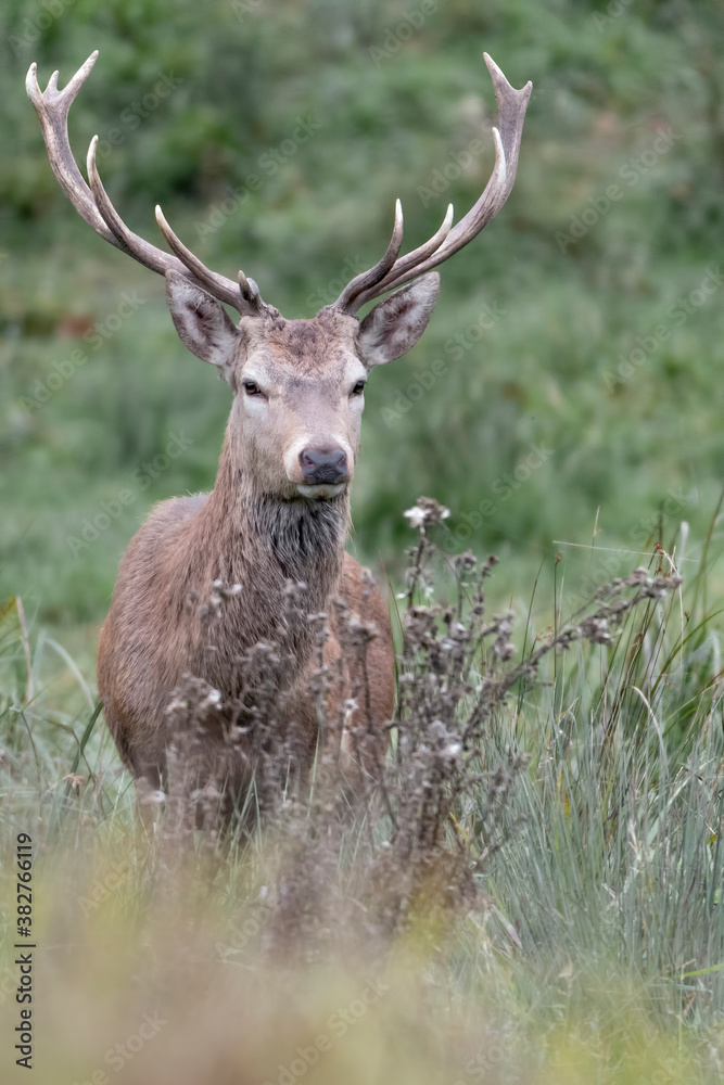 Portrait of Red deer male (Cervus elaphus) Portrait of Red deer male (Cervus elaphus)