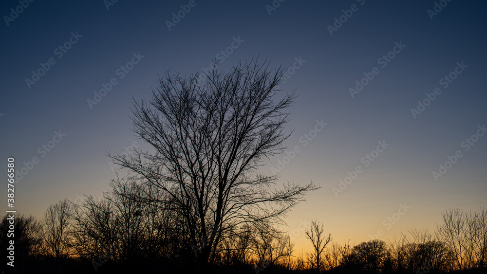 Silhouettes of trees against the background of the evening sky at sunset.