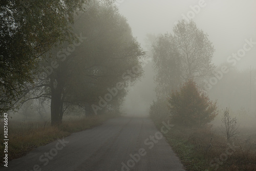 asphalt road against the background of deciduous trees in the fog.