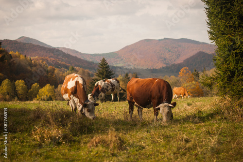 Mountain cows grazing on a pasture in autumn. A rural, traditional countryside somewhere in Eastern Europe, the Carpathian Mountains. A frontier of modern civilization.