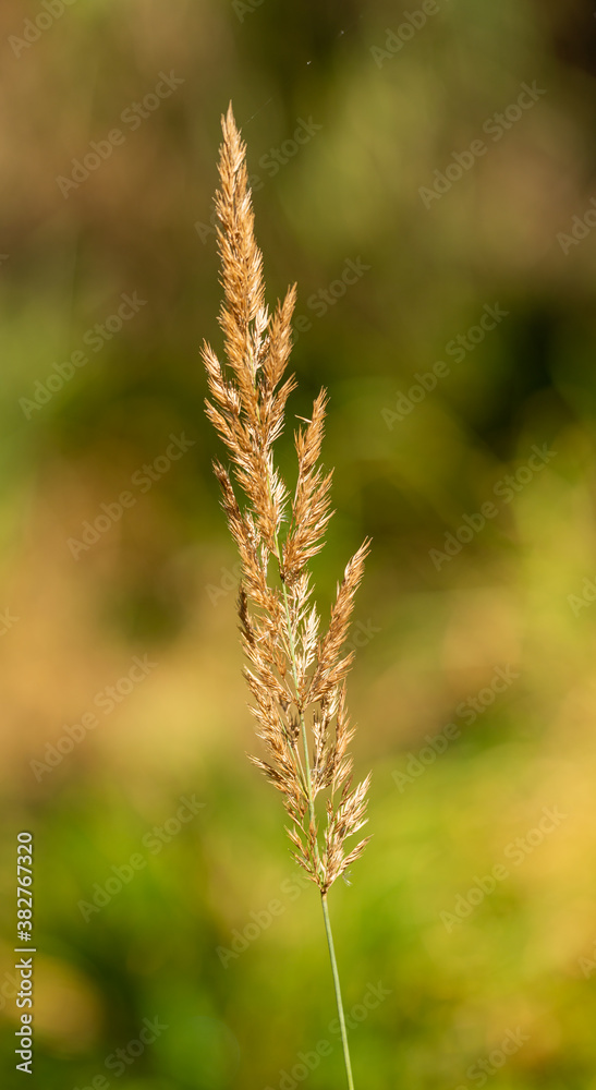 detail of grass inflorescence drying isolated detail of grass inflorescence drying isolated
