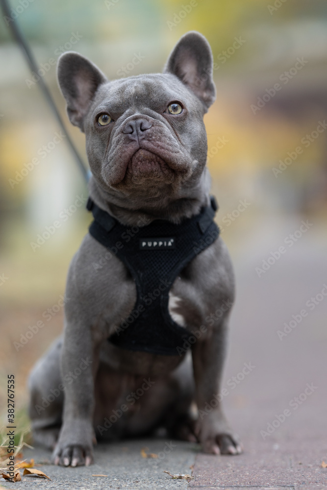 french bulldog puppy