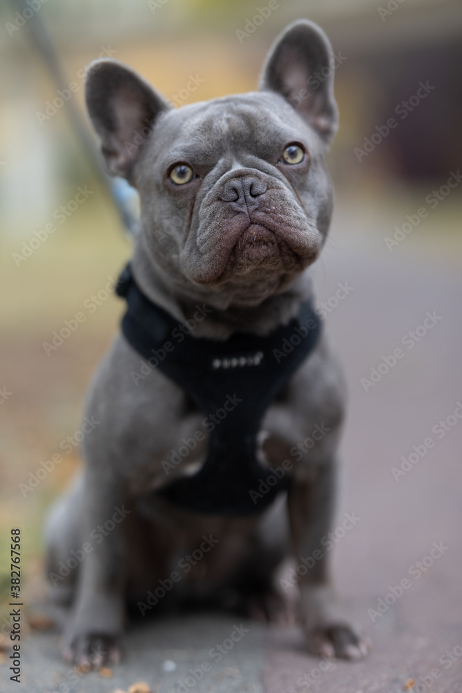 Fototapeta premium french bulldog puppy