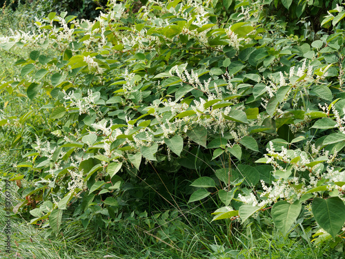 Reynoutria japonica | Renouée asiatique ou renouée du Japon, grande renouée inva Fototapet