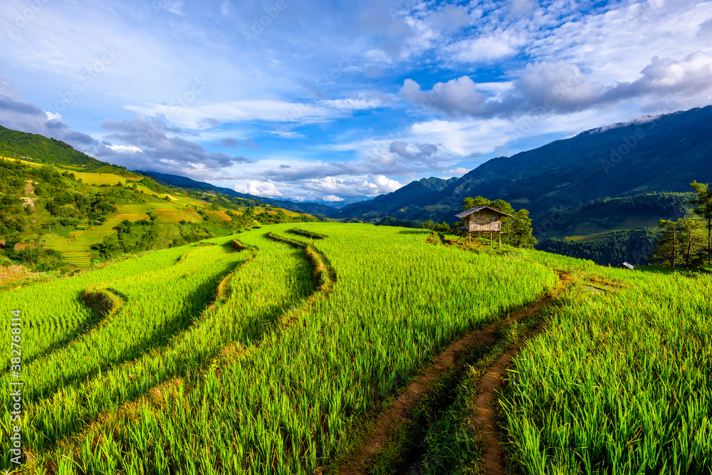 Obraz premium Terraced rice paddy in Mu Cang Chai district, Lao Cai province, Vietnam.
