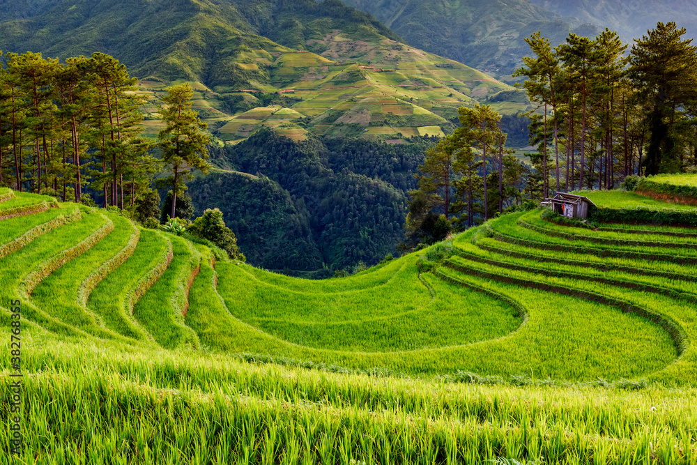 Terraced rice paddy in Mu Cang Chai district, Lao Cai province, Vietnam.