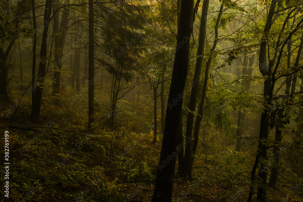 Golden, autumn leaves in the beech forest. Carpathian wilderness far from civilization.