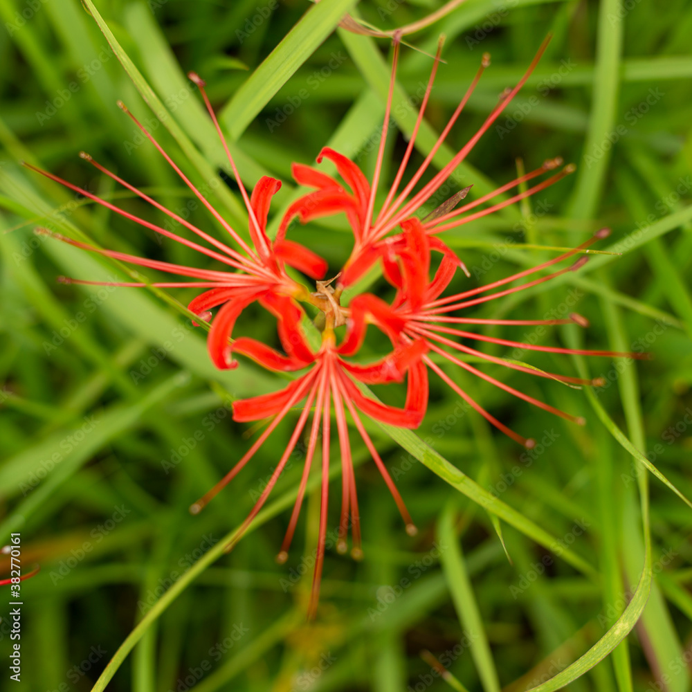 Full blooming of red spider lily (Lycoris radiata) in Japan in September Full blooming of red spider lily (Lycoris radiata) in Japan in September