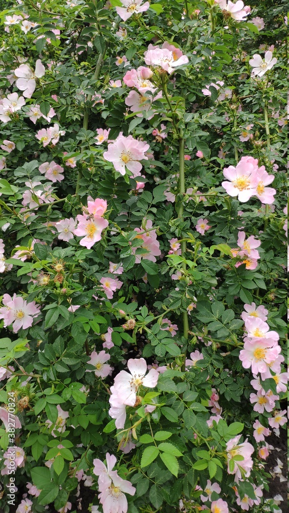 Blooming pink wild rose flower, dog rose, rosa canina, rosehip on garden background, selective focus