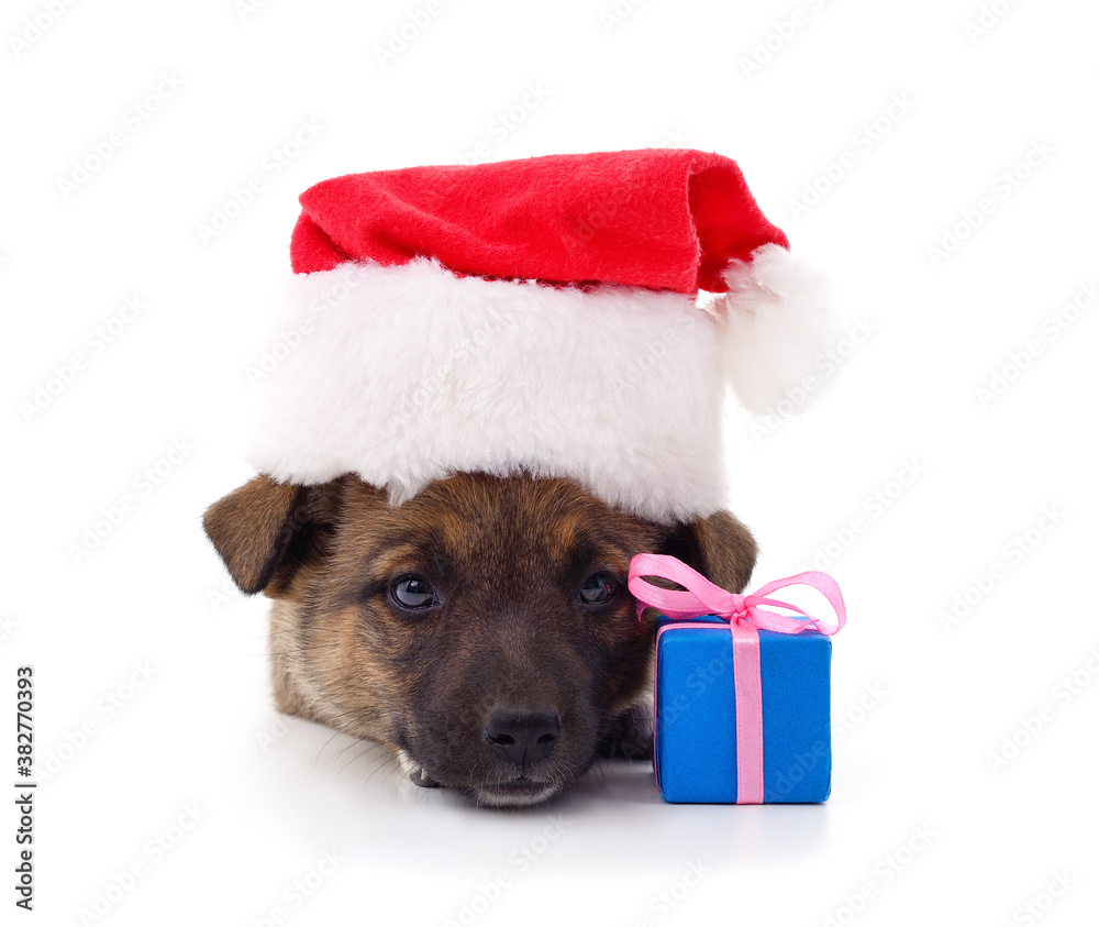 One dog in a Christmas hat with gifts. One dog in a Christmas hat with gifts.
