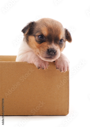 One little dog in the box. © ANASTASIIA