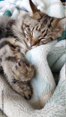 Cute tabby cat sleeping on bed covered with cozy blanket, comfortable moment, mobile photo