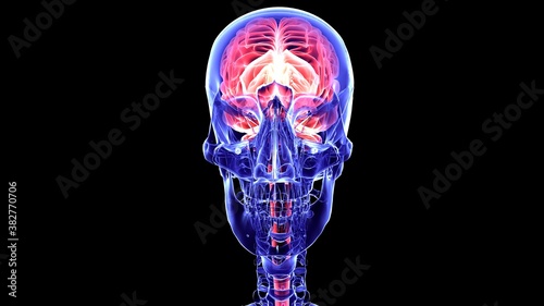 Human brain and anatomy physiology.3D