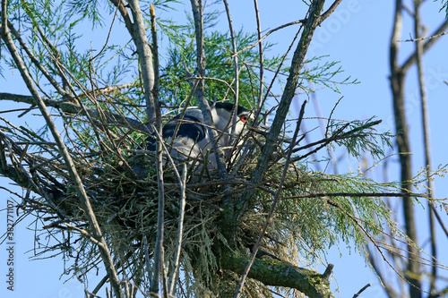 brütender Nachtreiher (Nycticorax nycticorax) im Nest / breeding night heron  photo