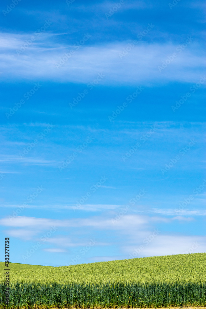 Fototapeta premium 丘の風景 美瑛 拓進 BIEI