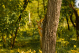 The squirrel sits on a tree in a funny pose in the autumn forest. A mock-up for a poster or postcard.