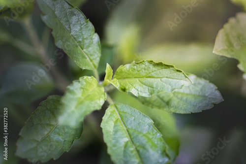 Holy basil in the organic farm.