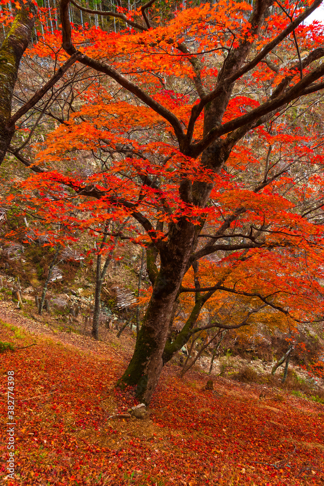 紅葉の吉野山、奥千本・奈良県