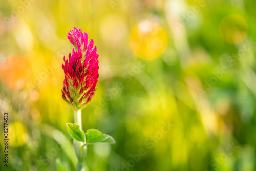 Wild flower on morning field with abstract nature bokeh background