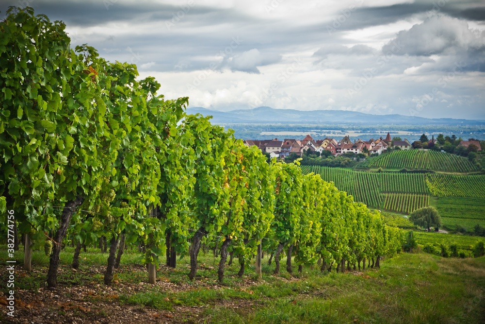 Dark clouds over a vineyard near Riquewihr, Alsace (ACAL), France. A beautiful landscape with red tiled roof houses and hills far away. Growing grape in a row
