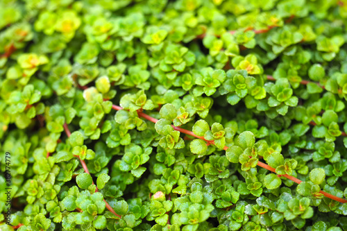 Lush Green Helxine soleirolii background. Soleirolia soleirolii photo