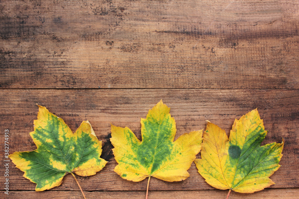 Autumn leaves on wooden background. Flat lay composition with yellow maple leaves Autumn leaves on wooden background. Flat lay composition with yellow maple leaves