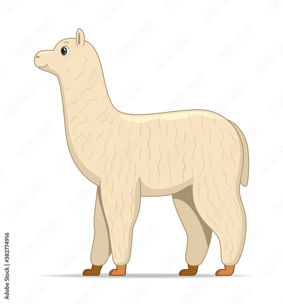 Alpaca animal standing on a white background