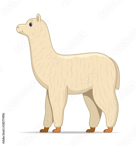 Alpaca animal standing on a white background