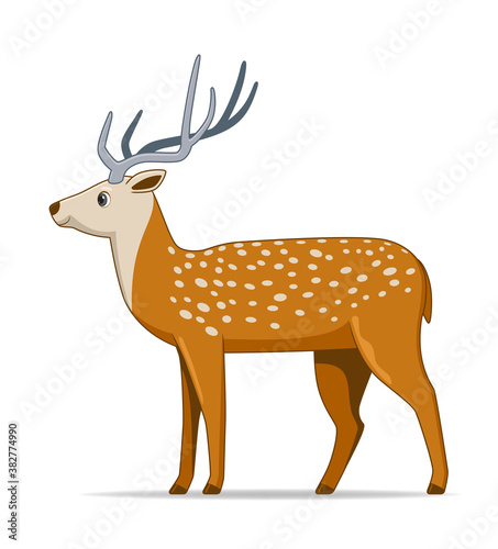 Axis deer animal standing on a white background