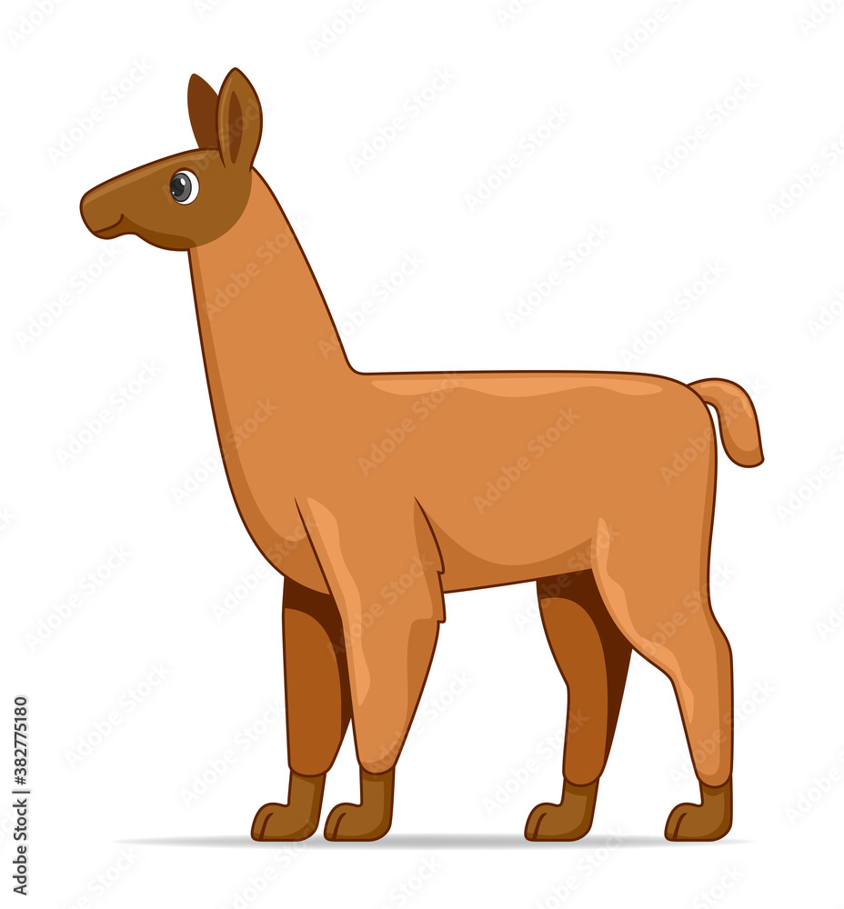Llama standing on a white background