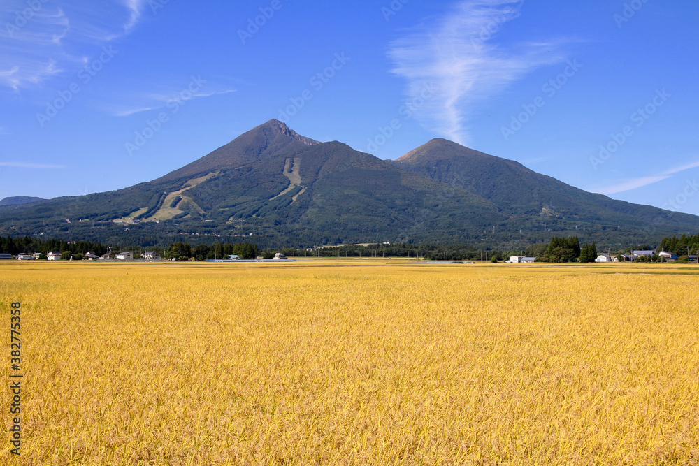 Fototapeta premium 稲穂と磐梯山（福島県・猪苗代町）
